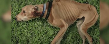 Cane trovato disteso sull'erba