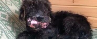 Cane con la faccia deformata