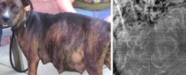 un cane incinta