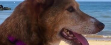 cane incatenato spiaggia