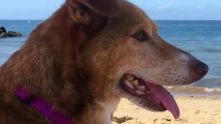 cane incatenato spiaggia