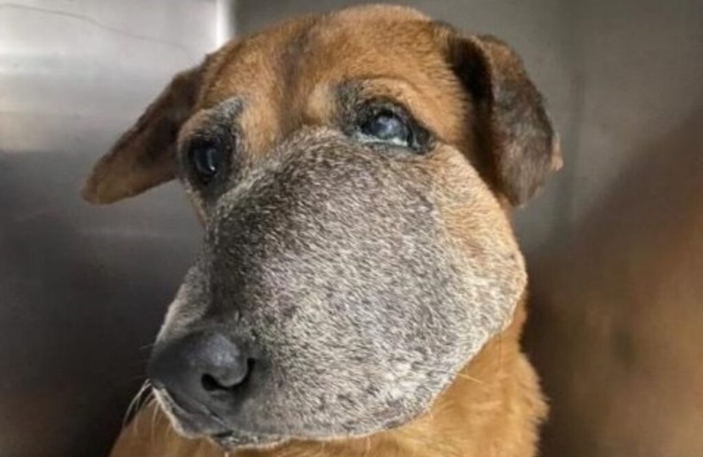 Cane con una malformazione al muso