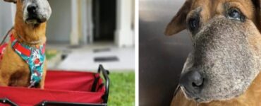 Cane con una malformazione al muso