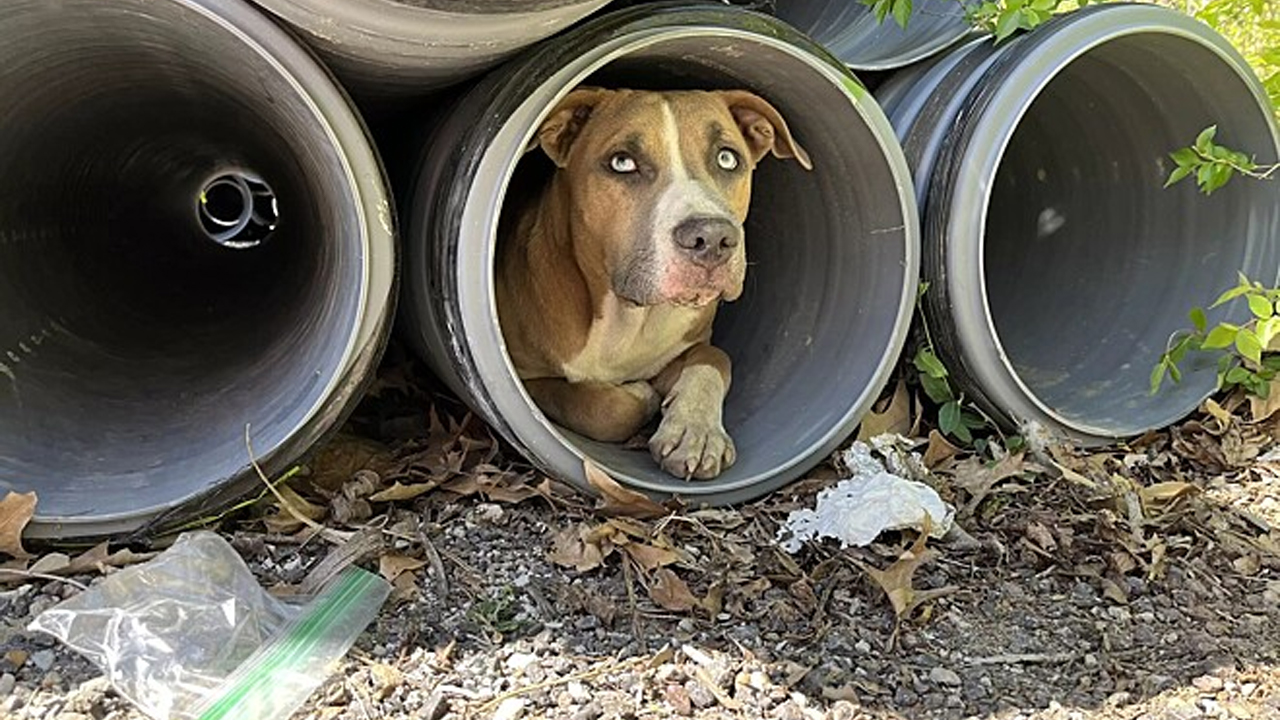 Cane nascosto 