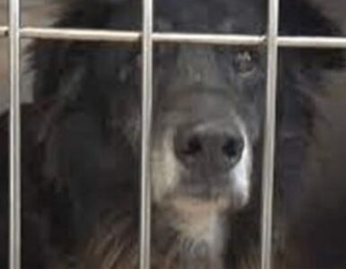 Un cane nero malconcio