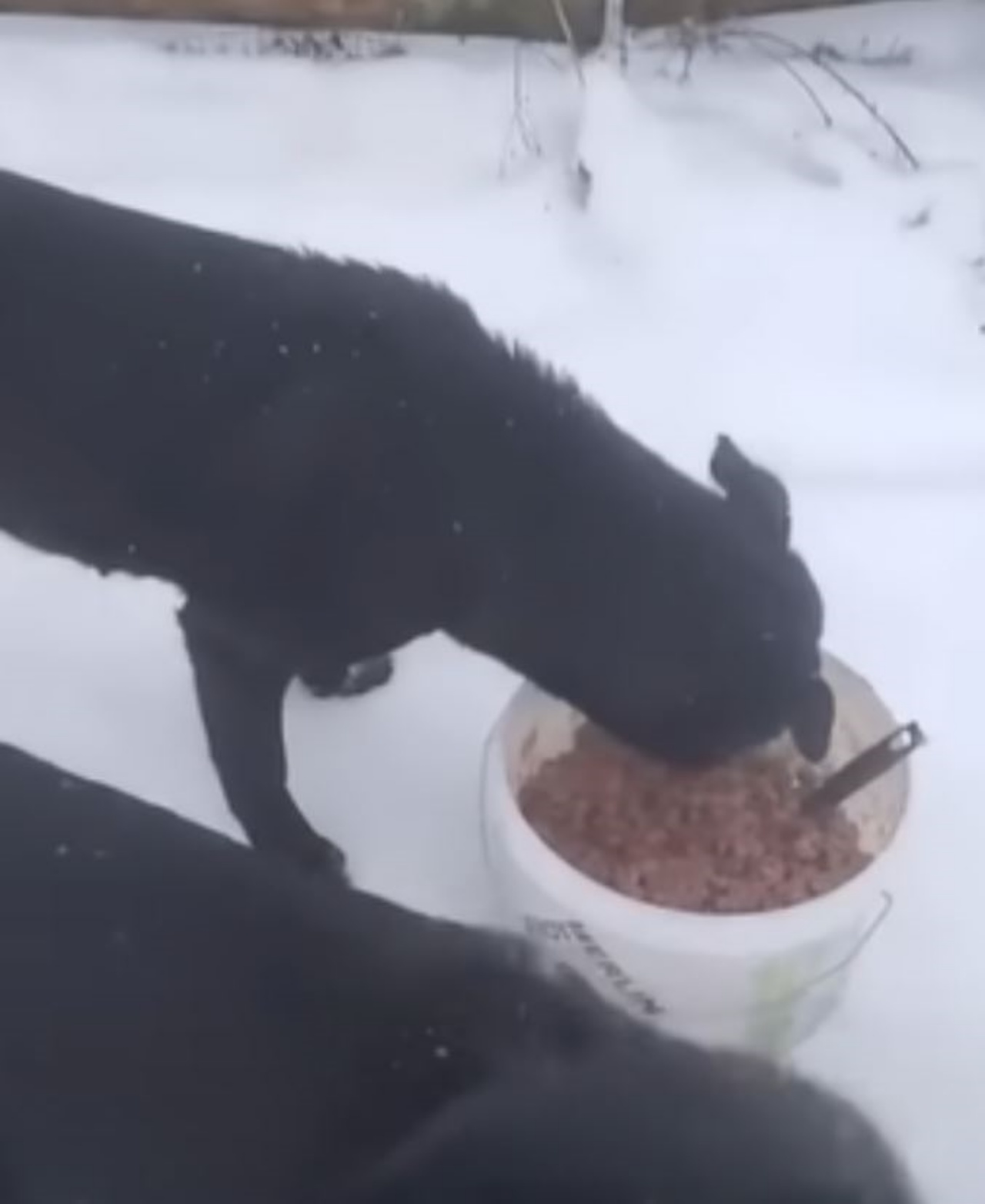 un cane nero che mangia delle crocchette