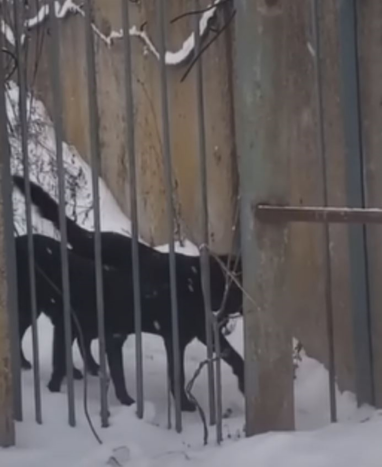 Dei cani neri dietro un cancello