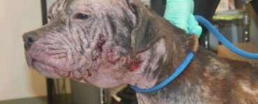 Cane chiede aiuto da un portico di casa