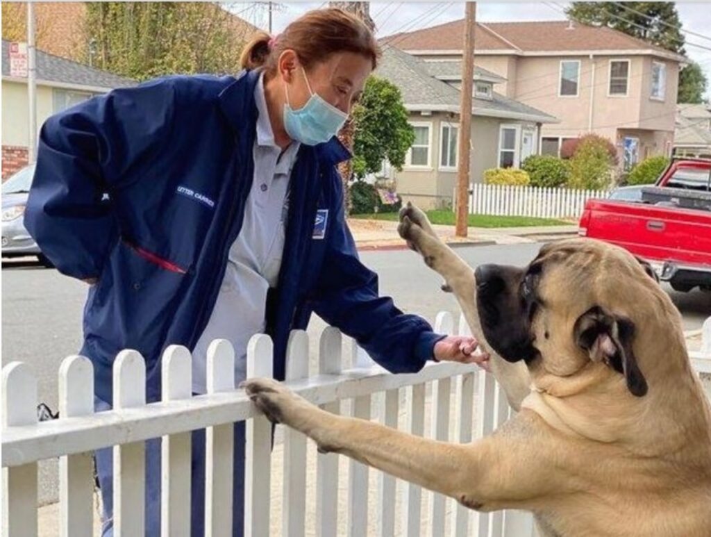 Cane diventa amico di una postina