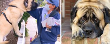 Cane diventa amico di una postina