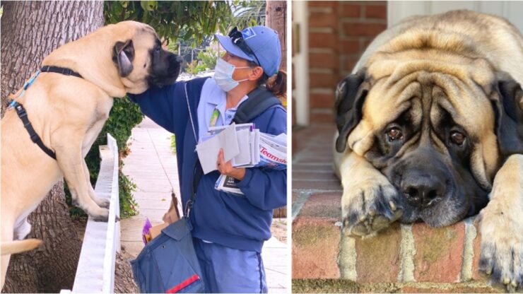 Cane diventa amico di una postina