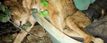 cane scacciato bosco
