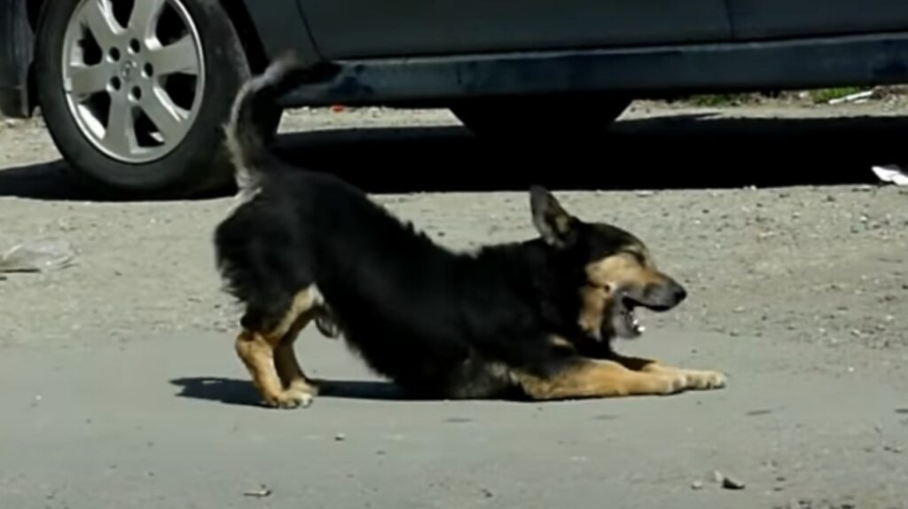 Cane viveva in una scatola