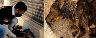 cane svenuto strada