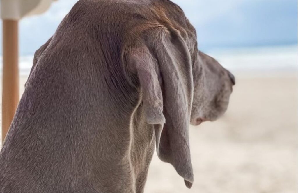 La trasformazione di un cane