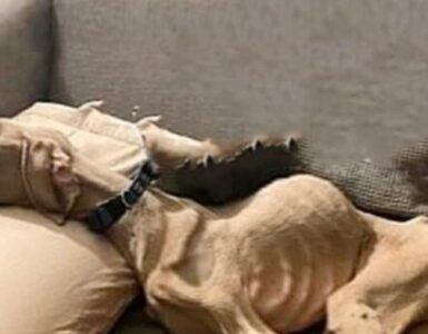 La trasformazione di un cane