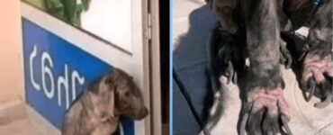 Cane con un problema alle zampe