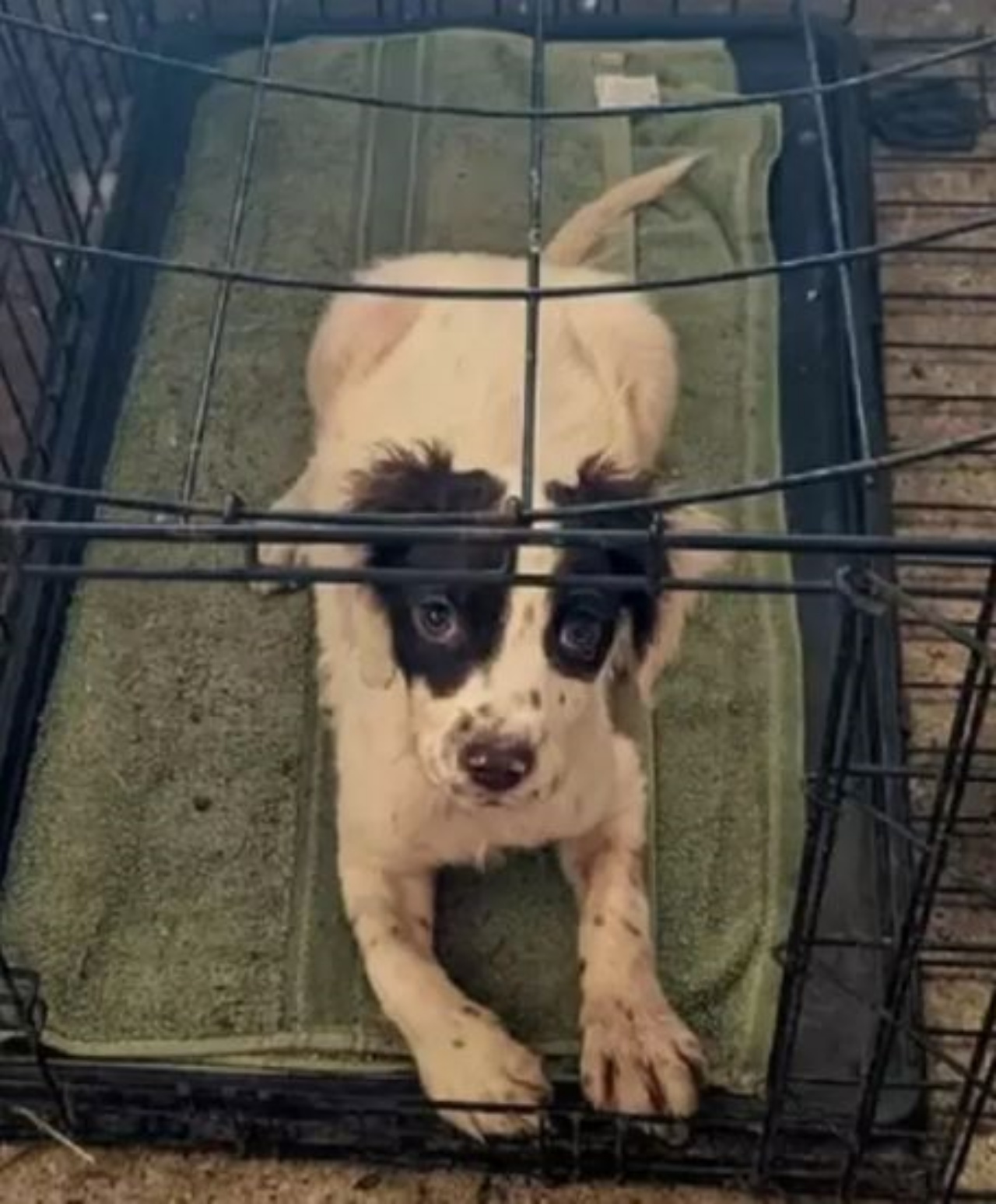 Un cagnolino bianco e nero di nome Rudy