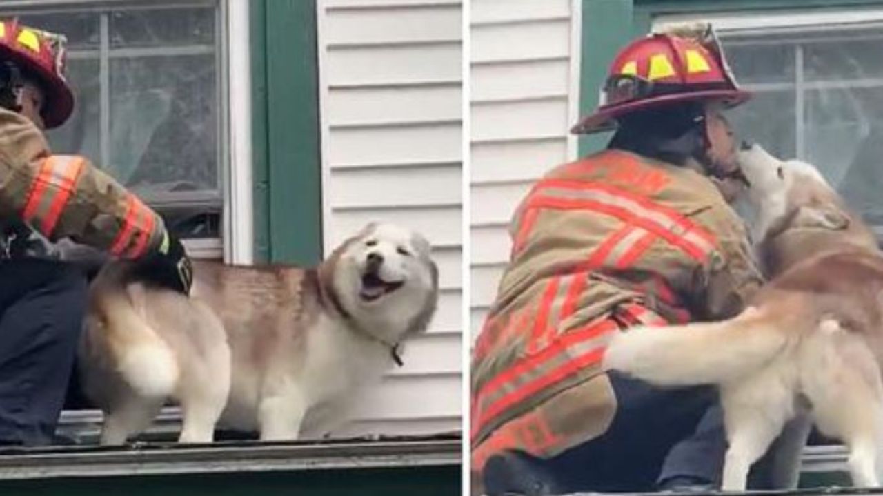 Husky che bacia un pompiere