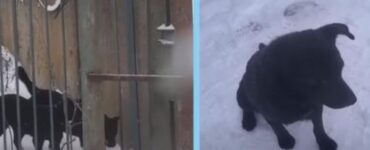 dei cani neri