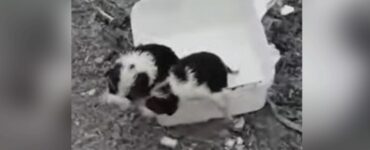 Tre cani salvati da una donna