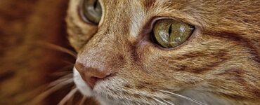 4 idee arancio