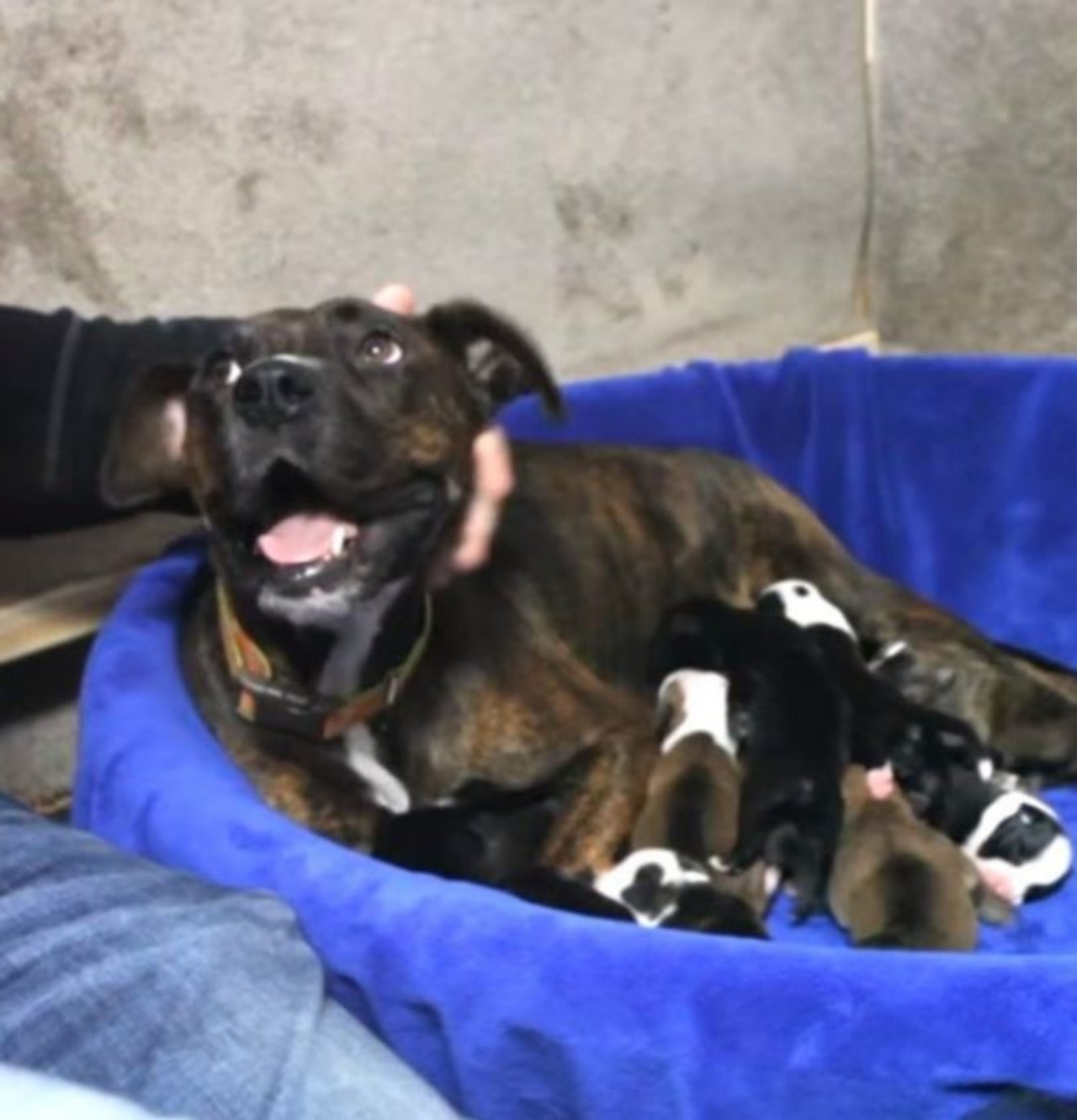 Una cagnolina che ha dato alla luce 12 cuccioli