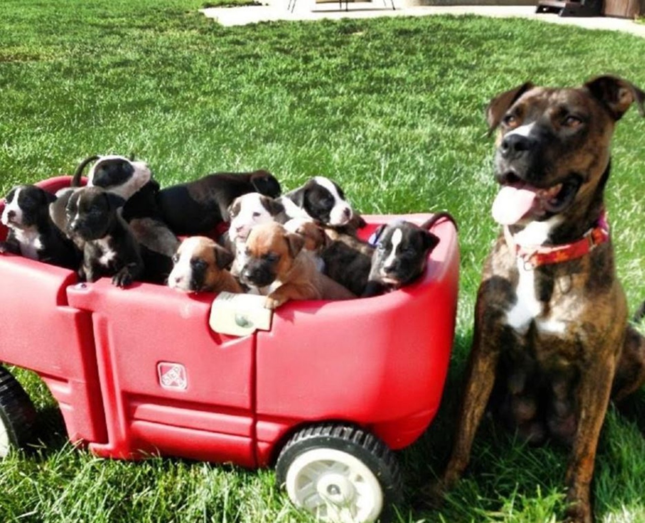 un cane con 12 cuccioli