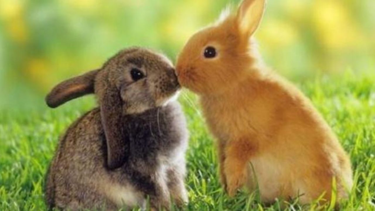 Due conigli che si baciano