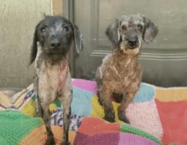 coppia di cagnolini salvati