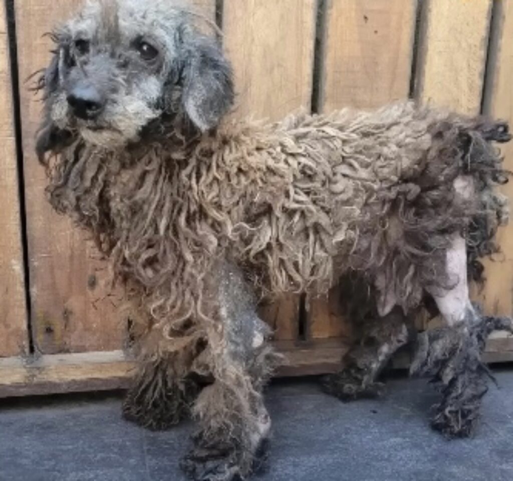 cucciolo con pelo arruffato