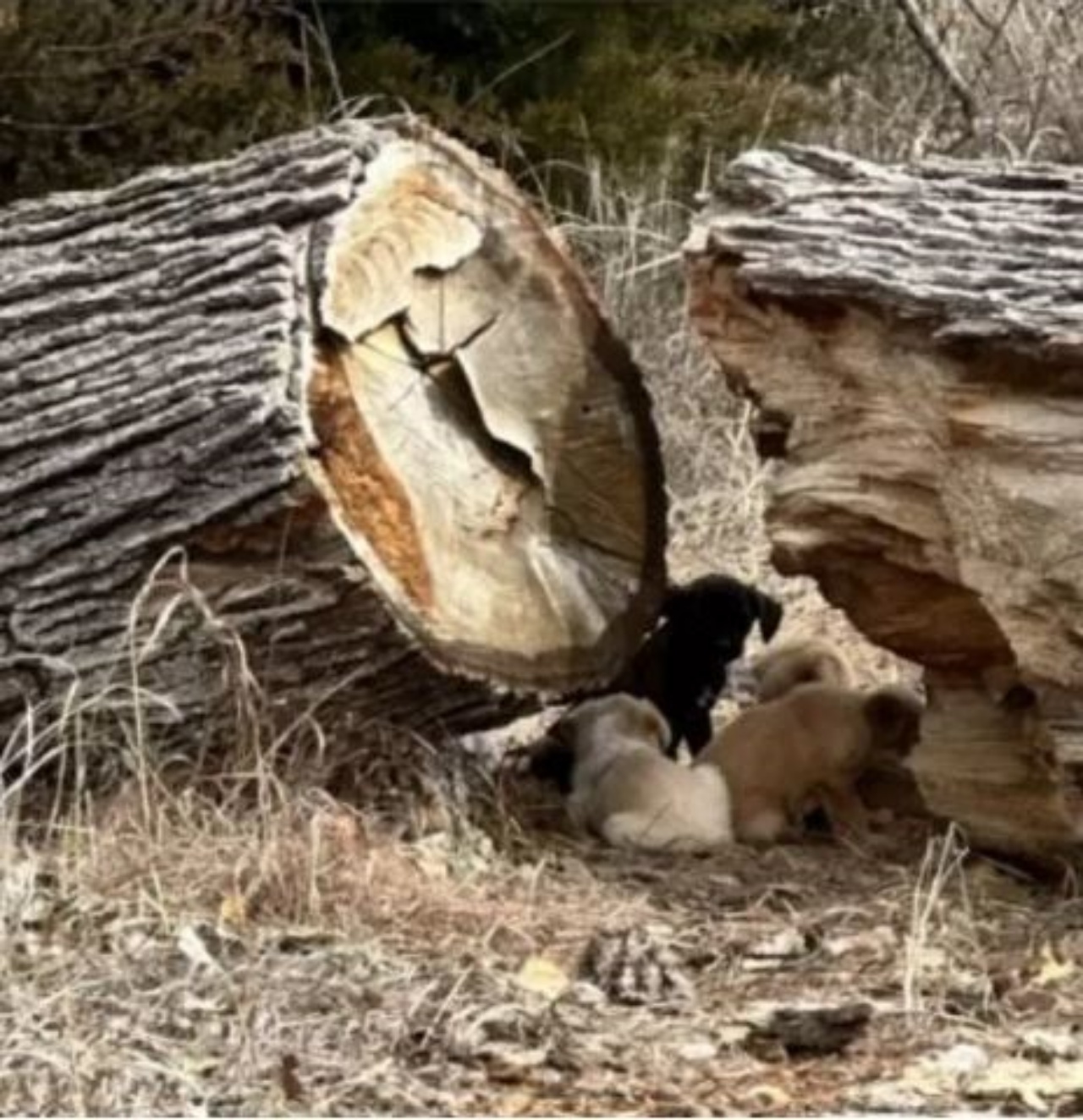 Dei cuccioli abbandonati