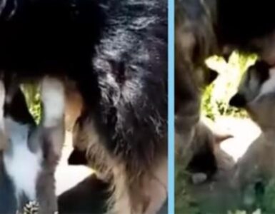 cuccioli che bevono latte