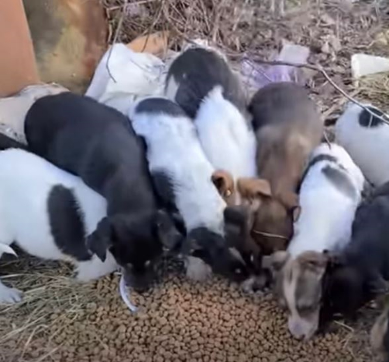Dei cuccioli affamati mangiano le crocchette