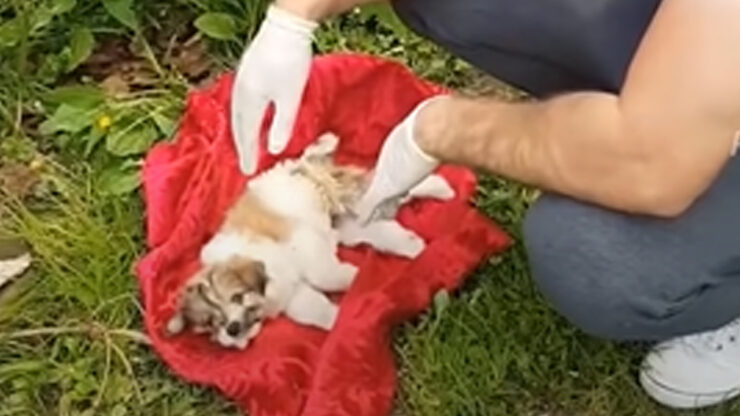 cucciolo abbandonato