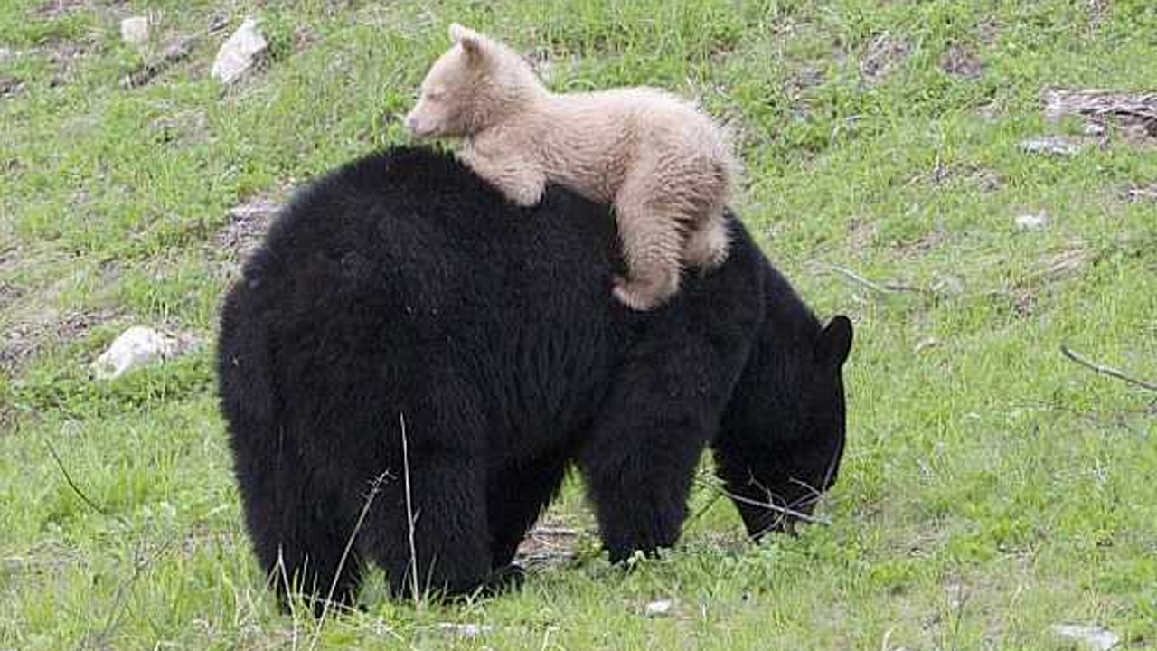 cucciolo di orso 