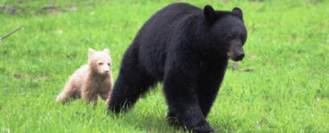 cucciolo di orso