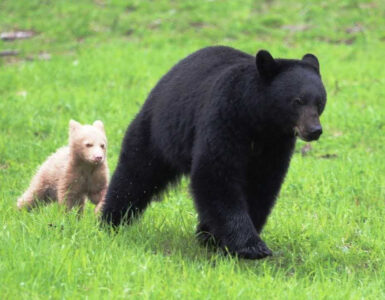 cucciolo di orso