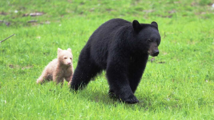 cucciolo di orso