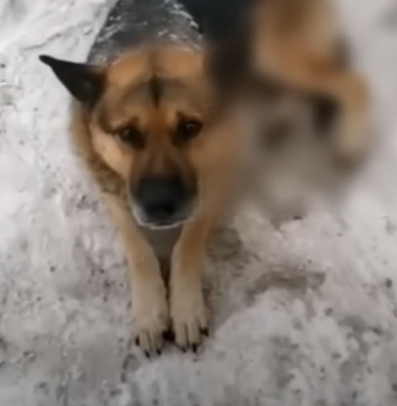 un cane ferito tra la neve