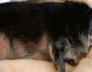 Donna salva un chihuahua