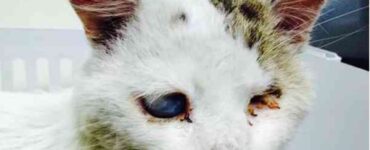Donna salva un gatto