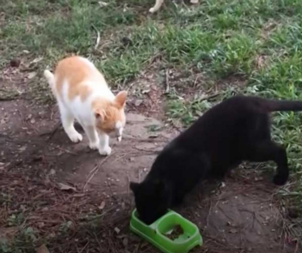 Donna usa il suo giardino come rifugio per i gatti