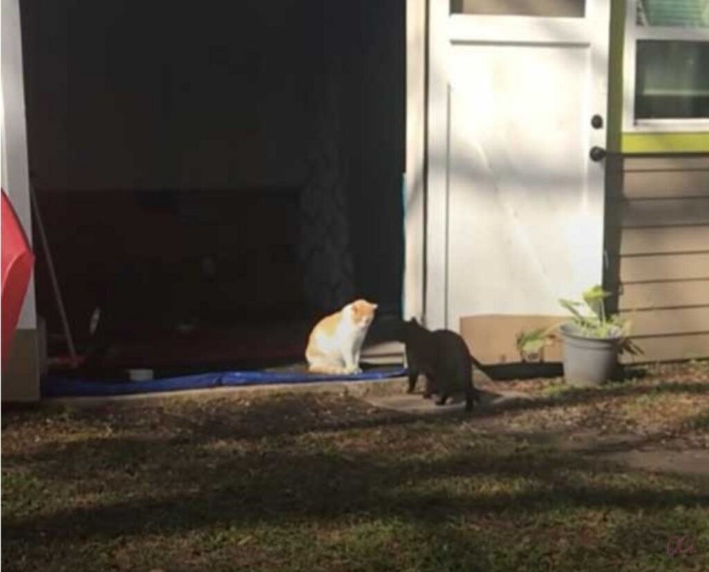 Donna usa il suo giardino come rifugio per i gatti