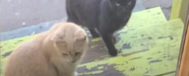 Donna usa il suo giardino come rifugio per i gatti