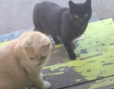 Donna usa il suo giardino come rifugio per i gatti