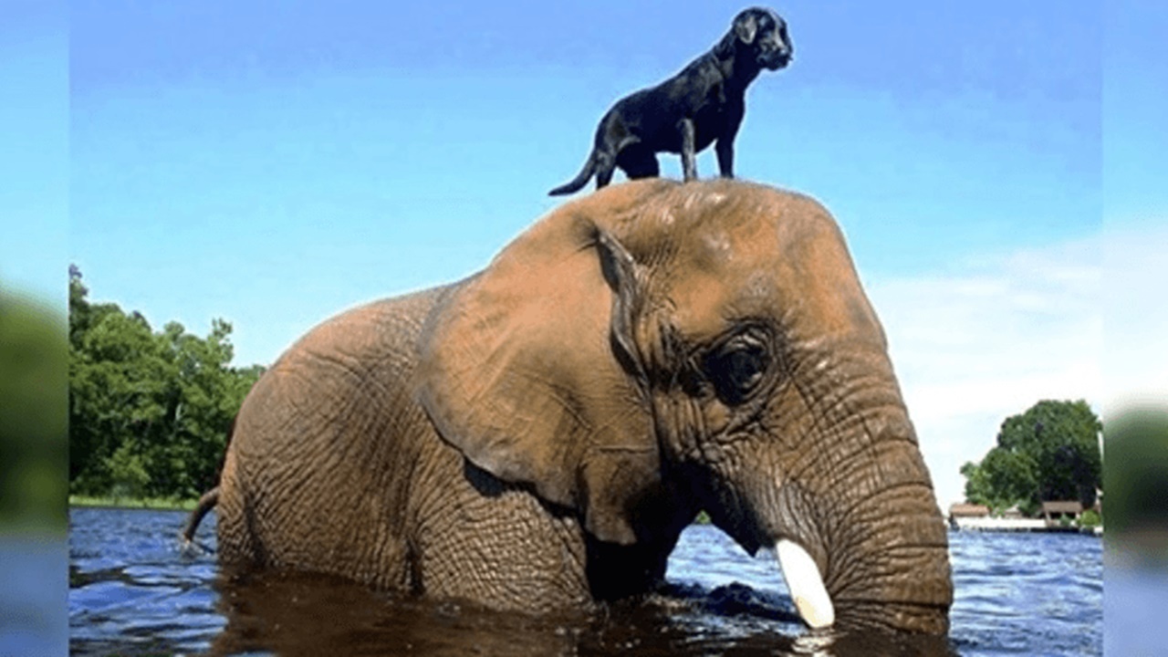 elefante orfano cane