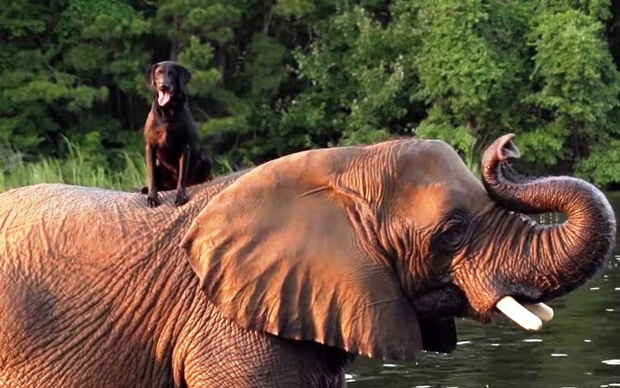 elefante orfano lago