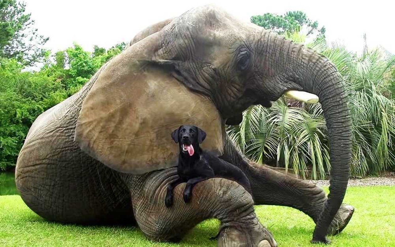 elefante orfano abbraccio