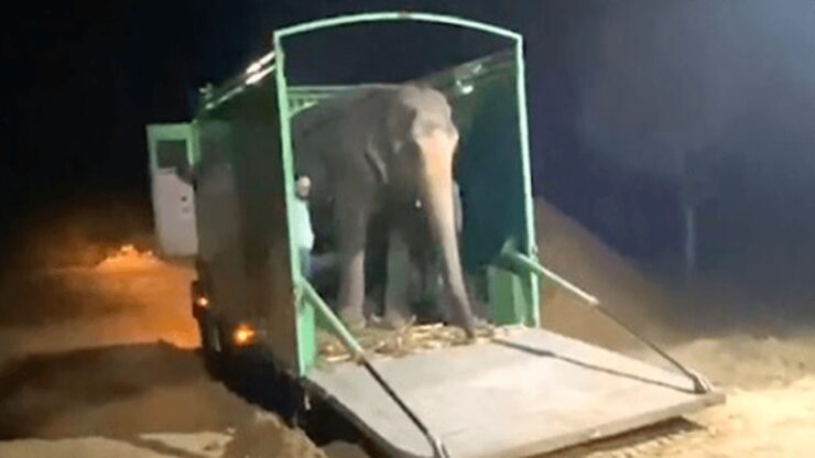 elefantessa cieca camion